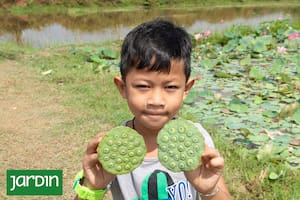 Erik es uno de los tantos habitantes de Camboya que recogen las flores de loto para alimentarse.