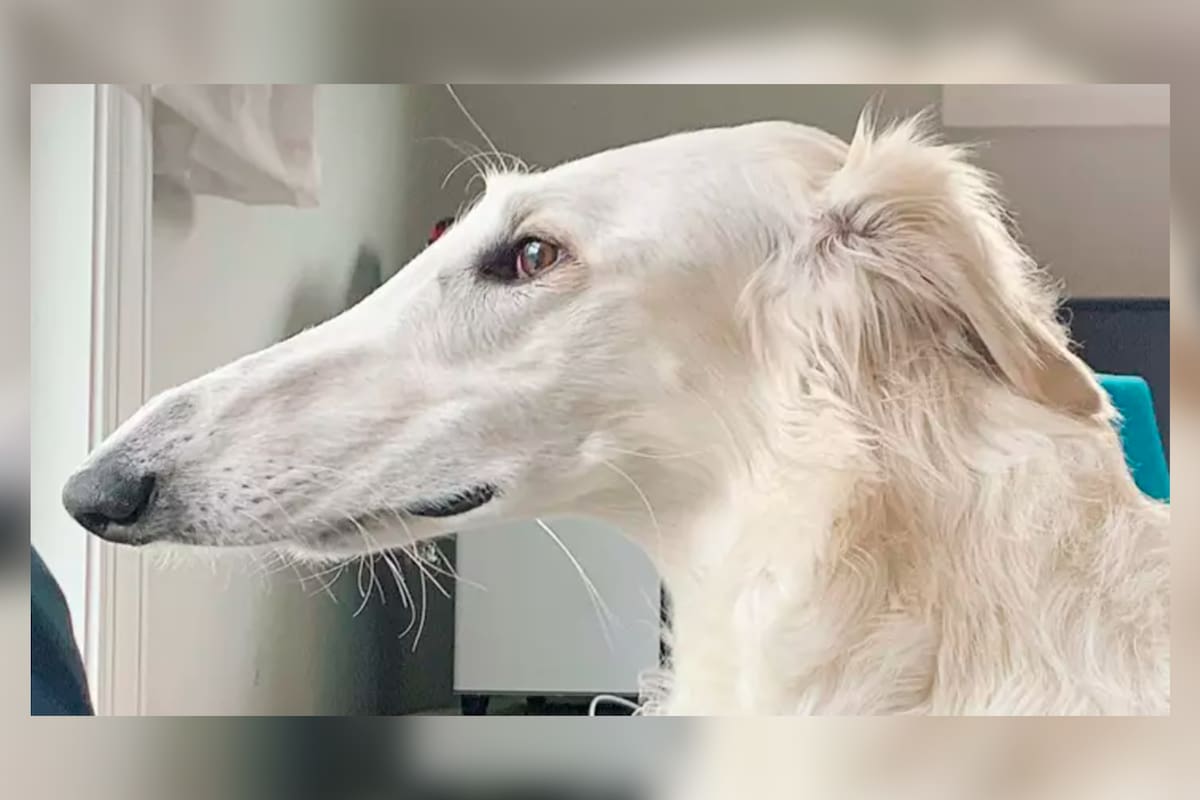 Eris, el galgo ruso que se convirtió en la sensación de Internet por la longitud de su hocico