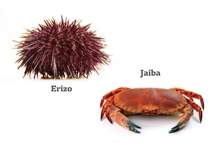 Erizo y jaiba.