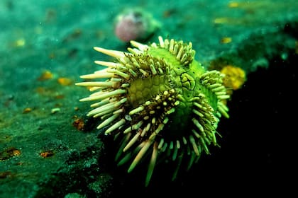 Erizos de mar