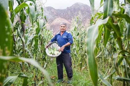 Ernesto Cruz en su plantación de choclos de Maimará. Su padre, Jacobo, es un experto cosechador.