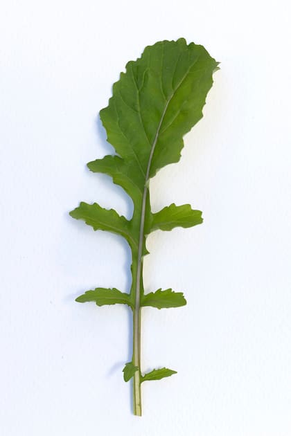 Eruca vesicaria spp. sativa.