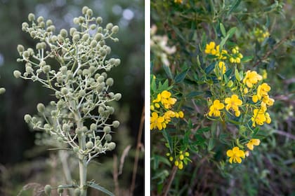 Eryngium pandanifolium y Senna corymbosa mejoran la infiltración del agua y sostienen el interés paisajístico mucho después de que termina la floración