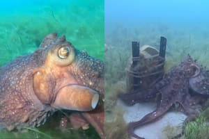 Es buzo y vivió una experiencia de película bajo el agua cuando un pulpo lo ayudó a encontrar un tesoro