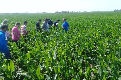 Es clave comenzar con el lote libre de malezas