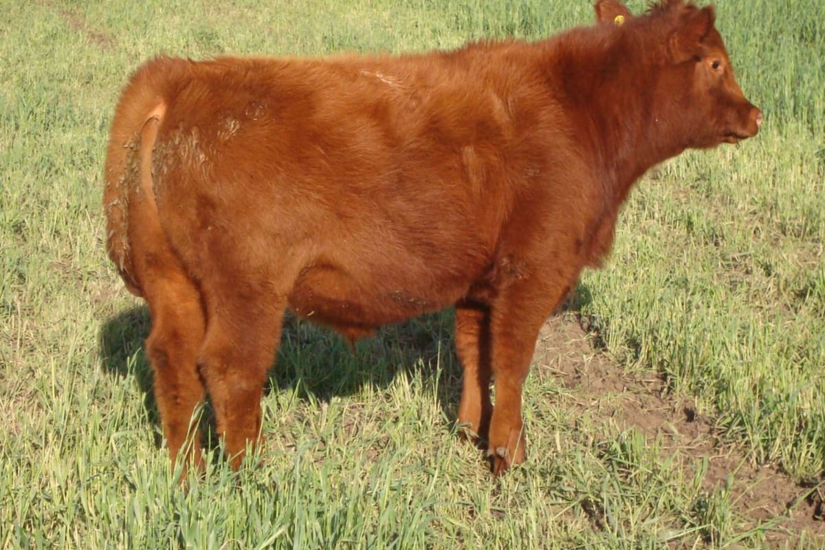 Es clave el buen manejo nutricional