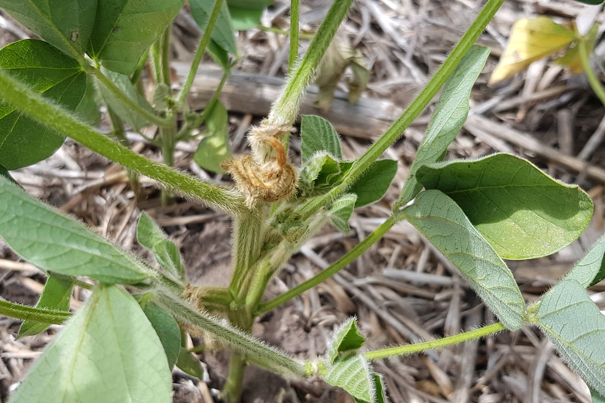 Es clave el monitoreo de los lotes