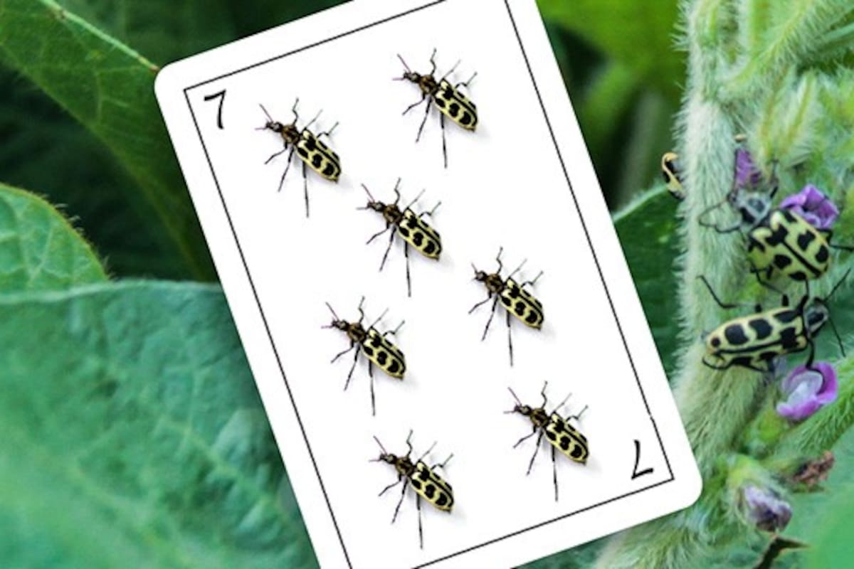 Es clave el monitoreo del insecto