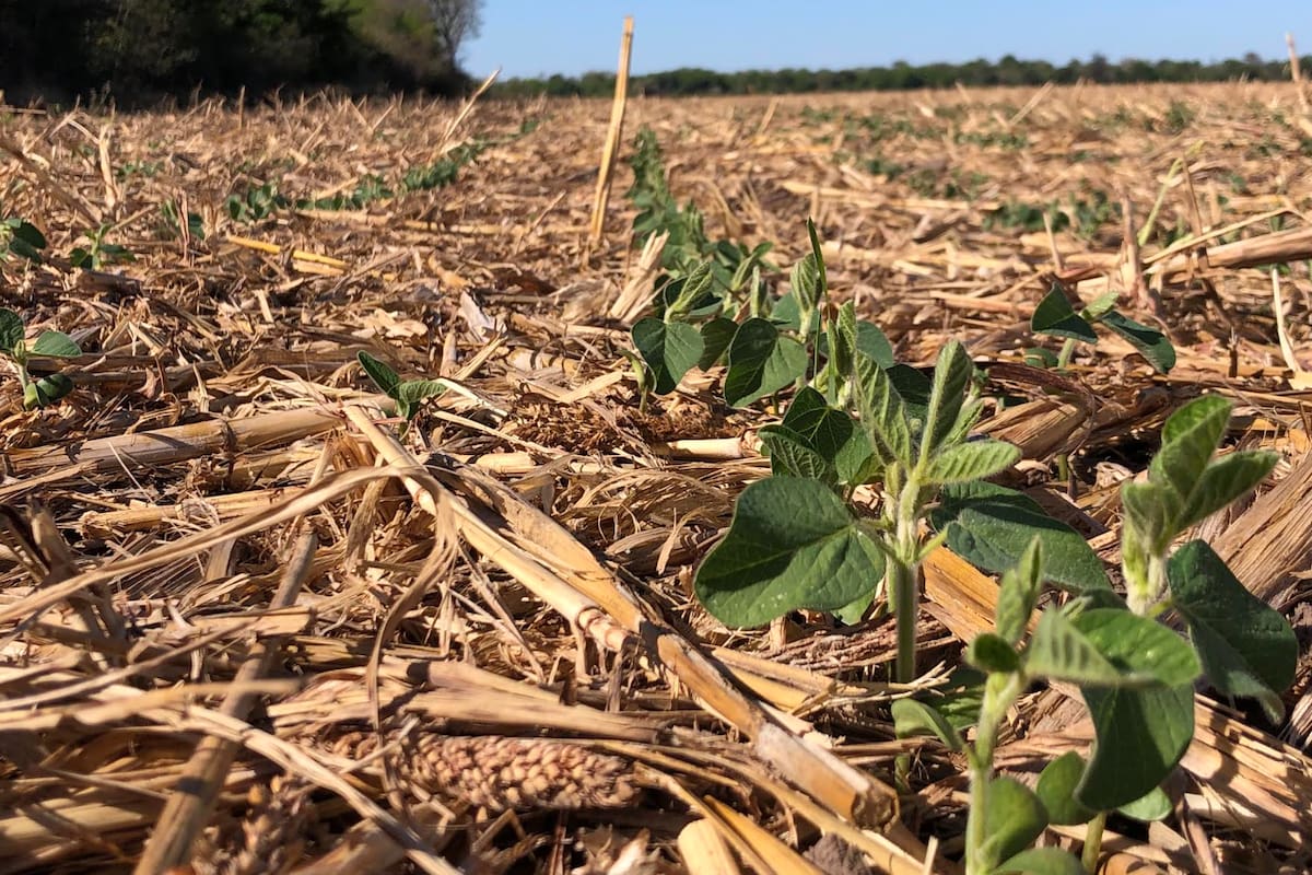 Es clave la agricultura continua en siembra directa