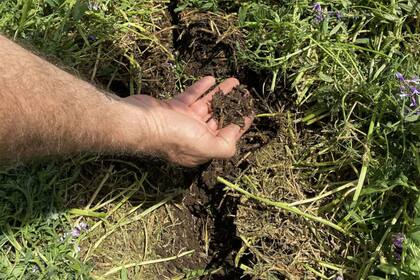 Es clave la diversidad de especies, un mayor tiempo de ocupación del suelo y las rotaciones, entre otras pautas