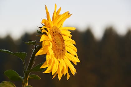 Es clave monitorear y controlar las plagas de suelo, ya que pueden bajar la densidad de plantas mucho más de lo esperado y de manera desuniforme, afectando el potencial de rendimiento