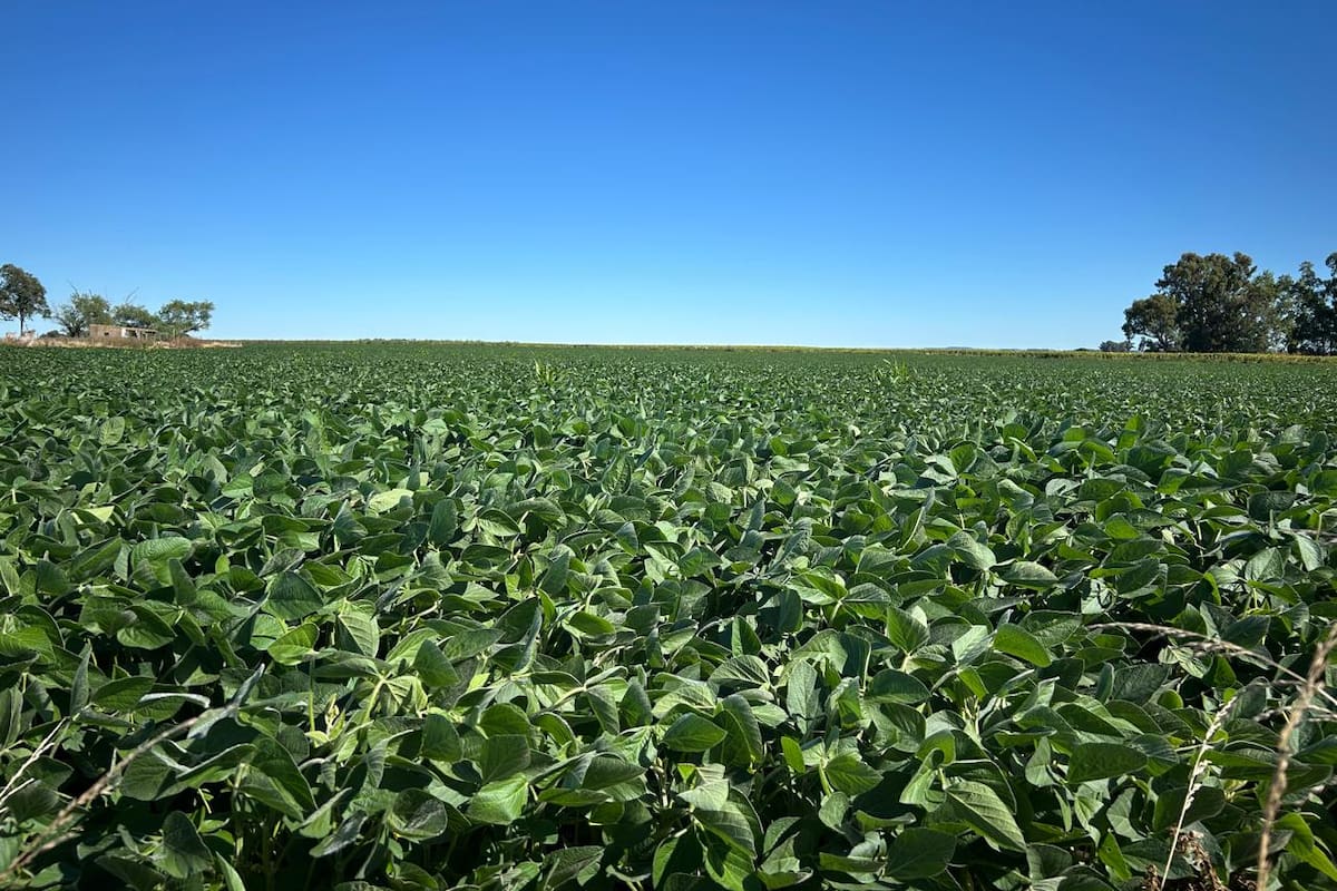 Es clave un buen tratamiento para luego tener cultivos bien desarrollados