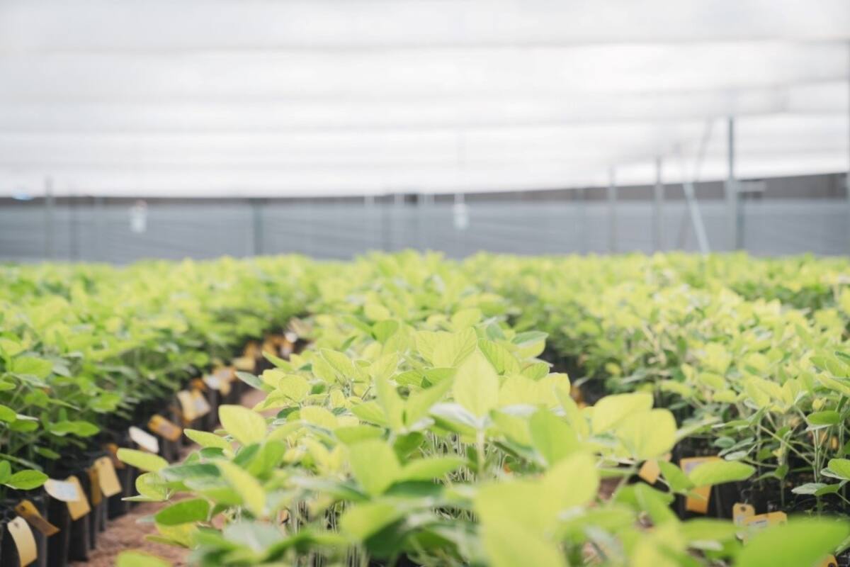 Es clave un manejo integral pensando en la soja de segunda