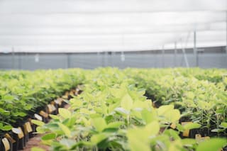 Las claves para producir más después del trigo