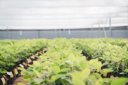 Es clave un manejo integral pensando en la soja de segunda