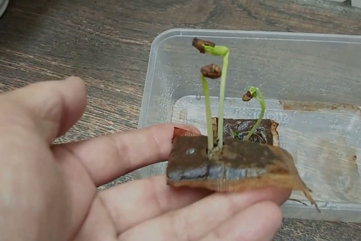 Es clave usar bolsitas compostables y evitar materiales sintéticos