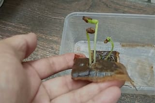 Por qué los jardineros recomiendan enterrarlos en las plantas
