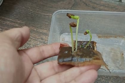 Es clave usar bolsitas compostables y evitar materiales sintéticos