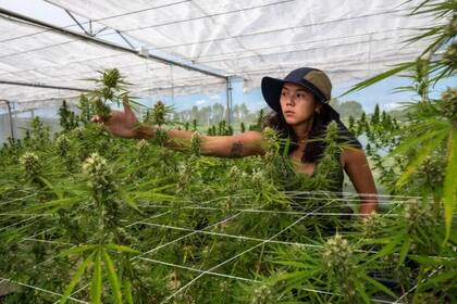Es como si el cuerpo humano tuviera su propia versión de una planta de marihuana en su interior, produciendo constantemente pequeñas cantidades de endocannabinoides. Foto: Chidchanok Chidchob experimentando con distintos cultivos de marihuana para determinar cuáles son los más adecuados para la región