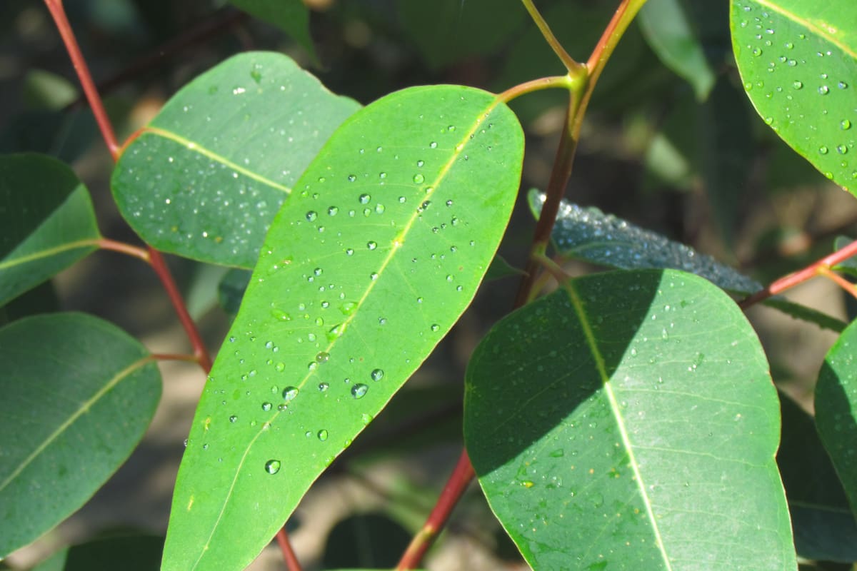 Es común encontrar esta planta, que es muy tóxica para los perros, en parques o casas