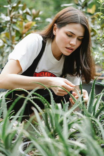 Es común que la gente tenga aloe vera en el patio de su casa (Foto ilustrativa: PEXELS)