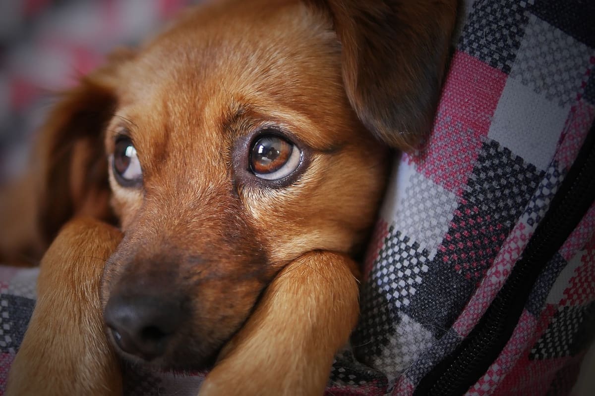 Es común que los perros sigan a sus amos por toda la casa como forma de afecto