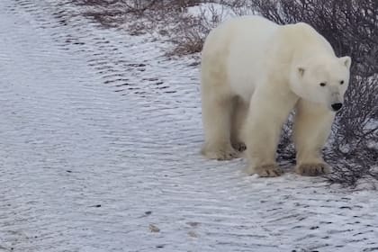 Es común ver a osos polares caminando por las inmediaciones de la aldea de Gales en Alaska.