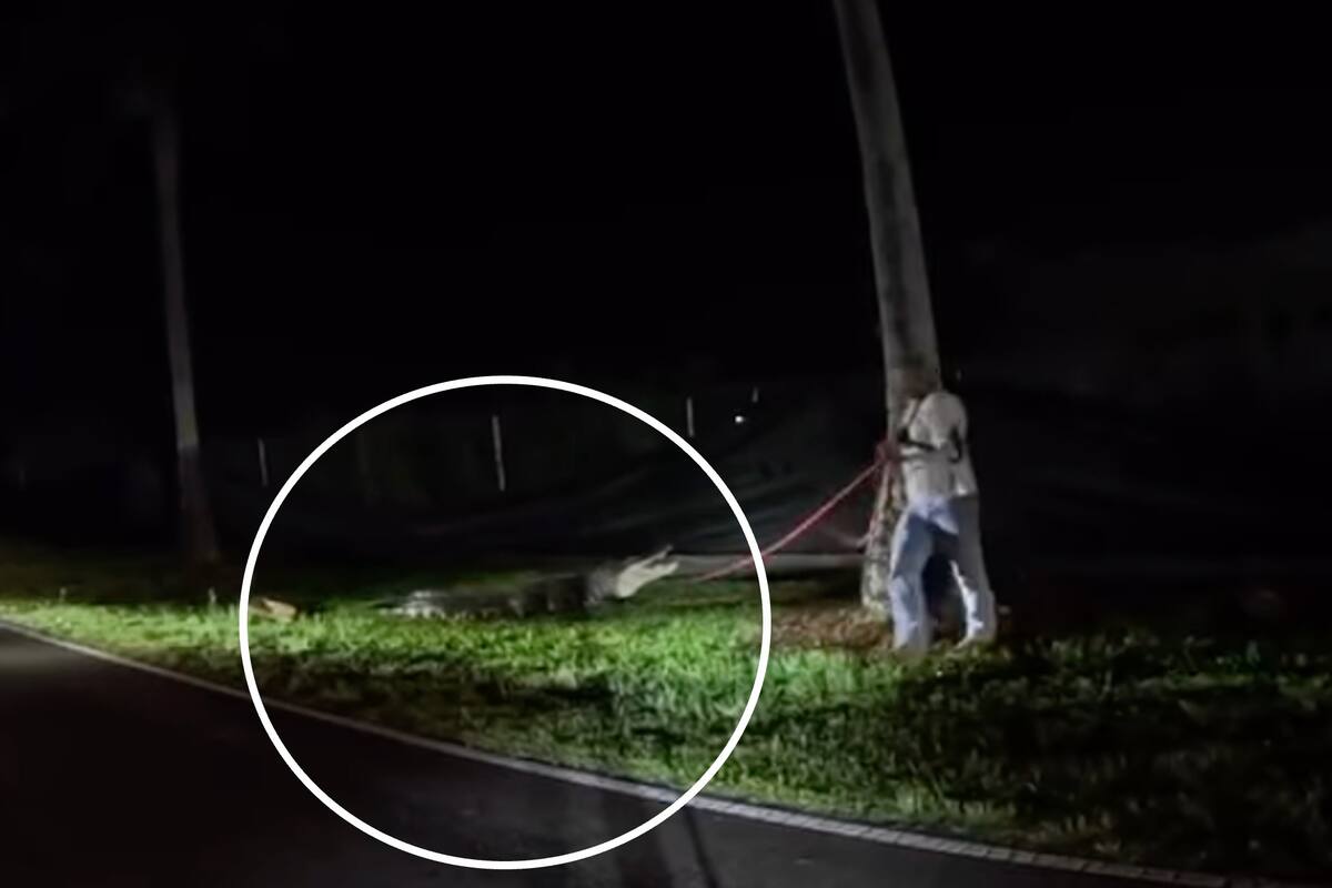 Es común ver reptiles en el sur de Florida, pero hay algunos más grandes que otros y este era uno de los más gigantescos