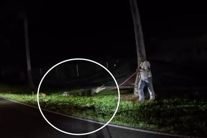 Es común ver reptiles en el sur de Florida, pero hay algunos más grandes que otros y este era uno de los más gigantescos