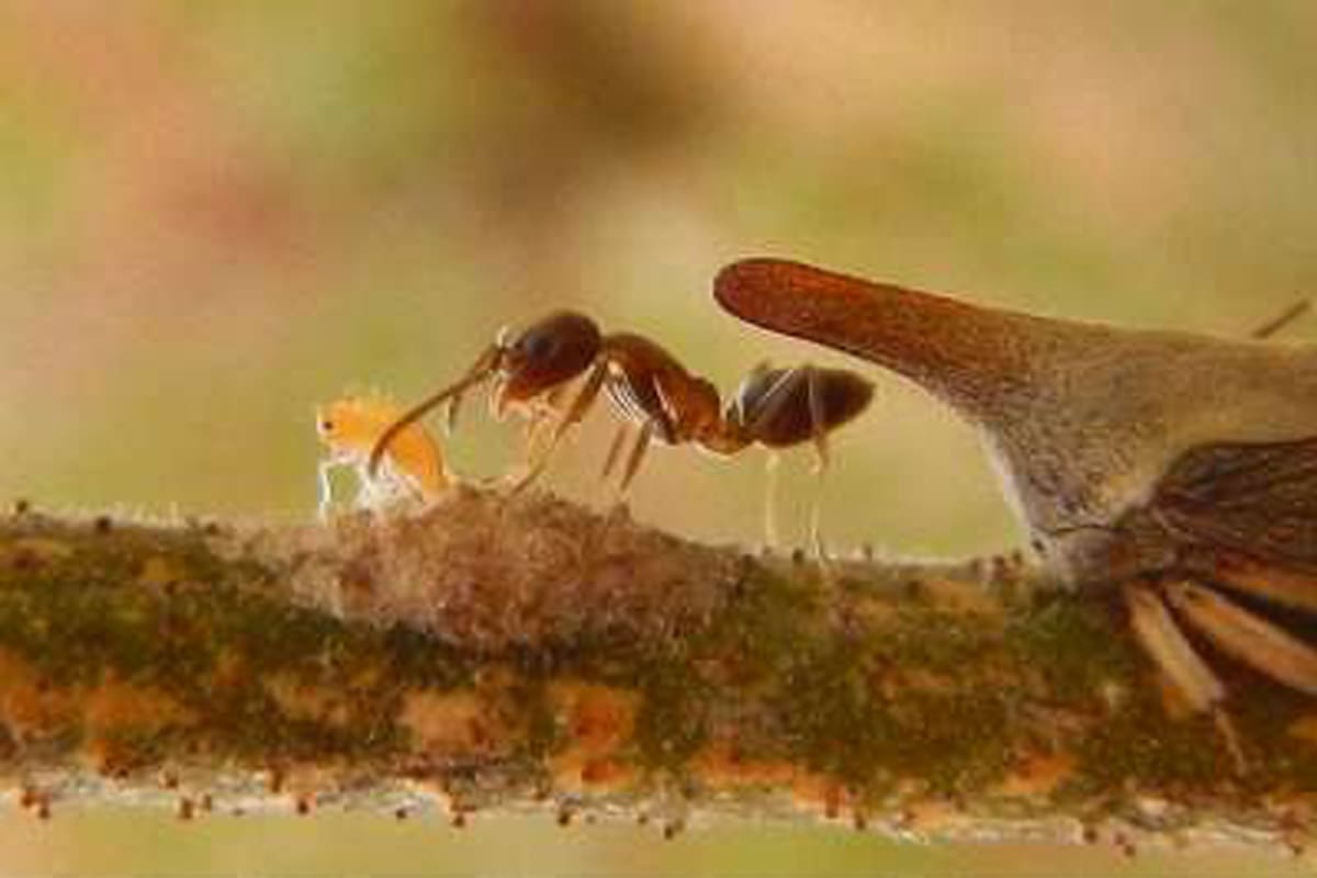 Es considerada una de las cien peores especies invasoras por los daños que provoca en los cultivos; ahora acaba de escalar alto y llegó a Salta; alertan sobre sus peligros y aconsejan medidas preventivas