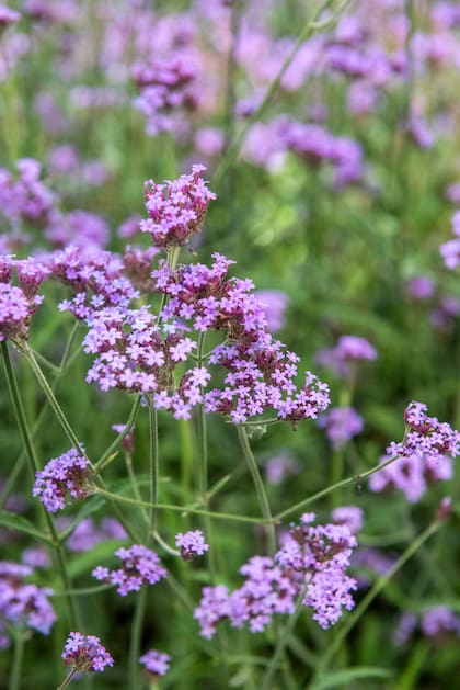 Es conveniente renovar la Verbena bonariensis luego de dos o tres años, ya que pierden vigor y la floración se torna de menor calidad.
