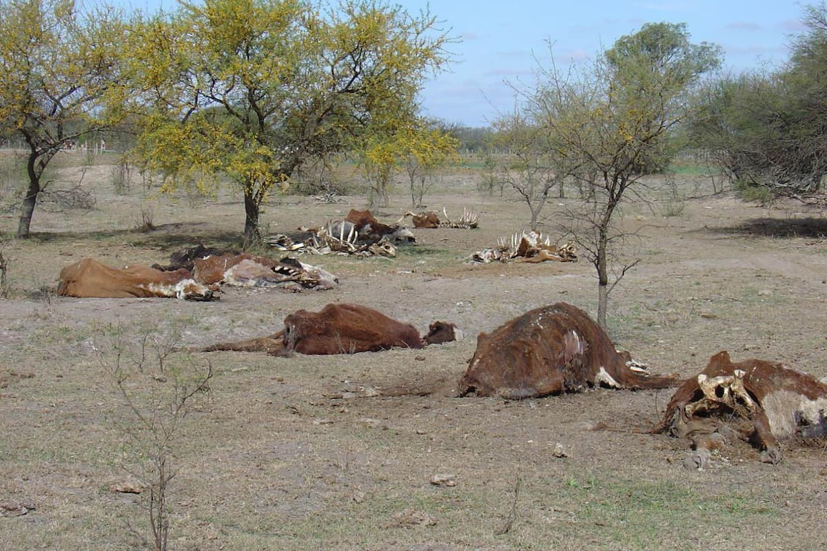 Es creciente la mortandad de hacienda en la región