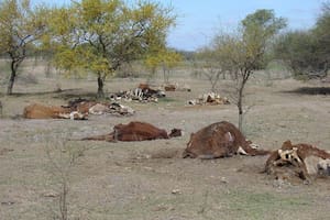 Es creciente la mortandad de hacienda en la región