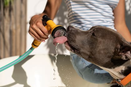 Es crucial mantener a los perros bien hidratados y en un ambiente fresco