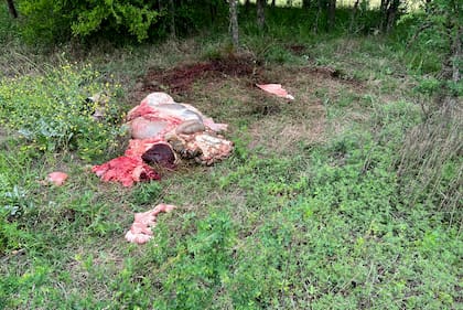 “Es el mismo modus operandi siempre. Solo que antes se llevaban el animal entero para no dejar rastro y que el productor recién se de cuenta en los recuentos de hacienda. Pero ahora, es tal la impunidad que existe, tal es el desmadre, que dejan las vísceras y la cabeza, total no pasa nada”, remarcó Briner
