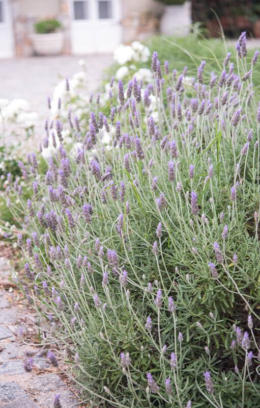 Es el momento de preparar los plantines nuevos o podar las plantas adultas