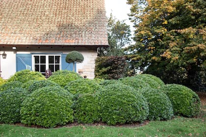Es el momento ideal para dar forma a buxus, bochas o setos