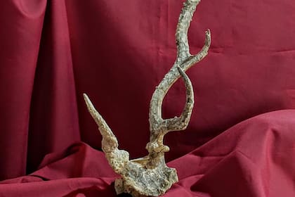 Es el primer cráneo conocido de una rara especie de ciervo fósil denominada Paraceros fragilis