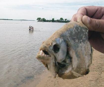 Preocupan en Entre Ríos los ataques de las palometas: más de 40 heridos y una víctima que perdió parte de un dedo.