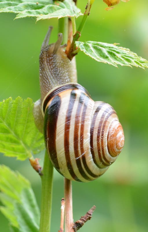 Es en el verano cuando la voracidad y las altas poblaciones de caracoles causan daños importantes en el jardín, especialmente en veranos lluviosos.