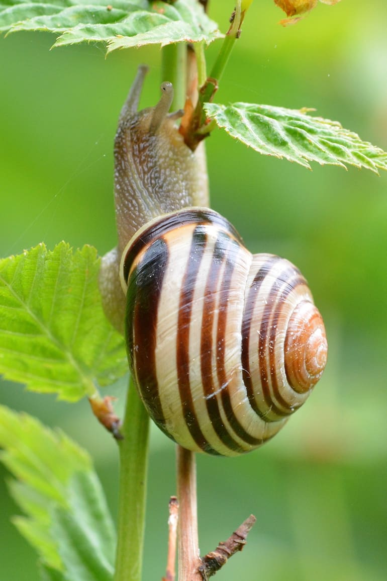 Es en el verano cuando la voracidad y las altas poblaciones de caracoles causan daños importantes en el jardín, especialmente en veranos lluviosos.