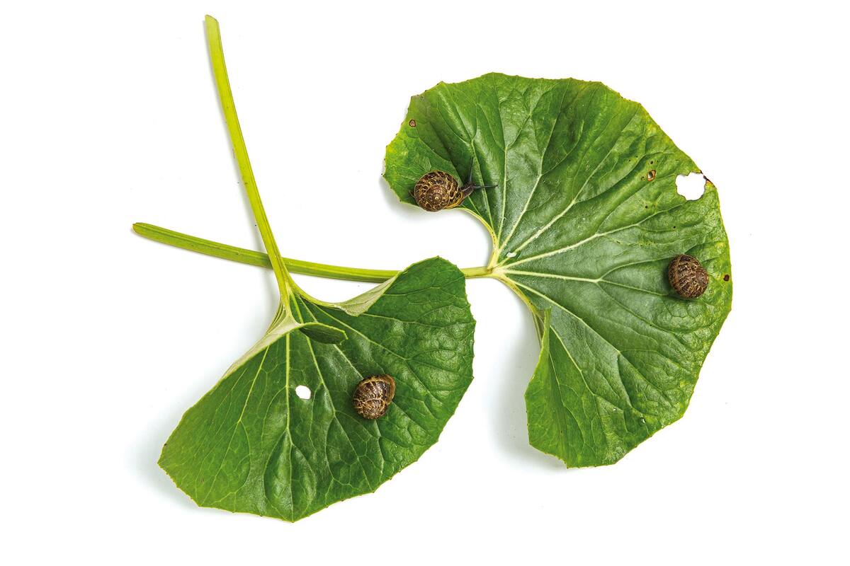 Es en el verano cuando la voracidad y las altas poblaciones de caracoles causan daños importantes en el jardín, especialmente en veranos lluviosos.