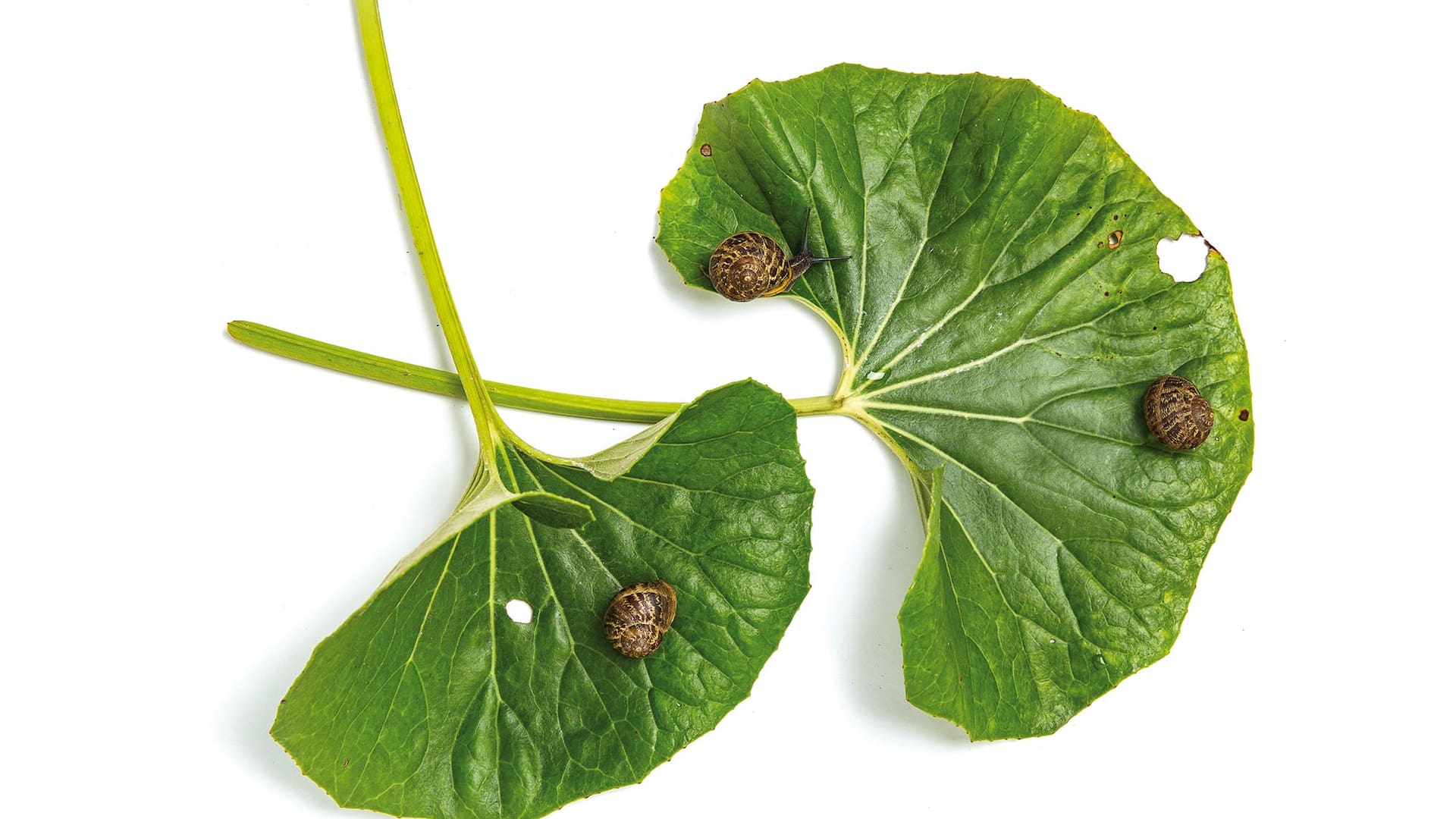 Es en el verano cuando la voracidad y las altas poblaciones de caracoles causan daños importantes en el jardín, especialmente en veranos lluviosos.