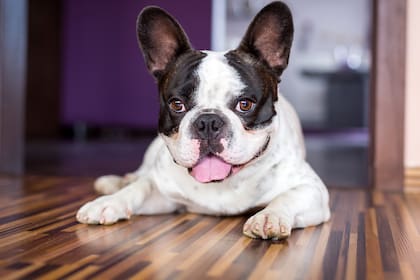 Es fetiche de la clase media y mascota de celebrities como Madonna y Hugh Jackman, pero muchos desconocen que su salud se vuelve cada vez más frágil por la intervención humana