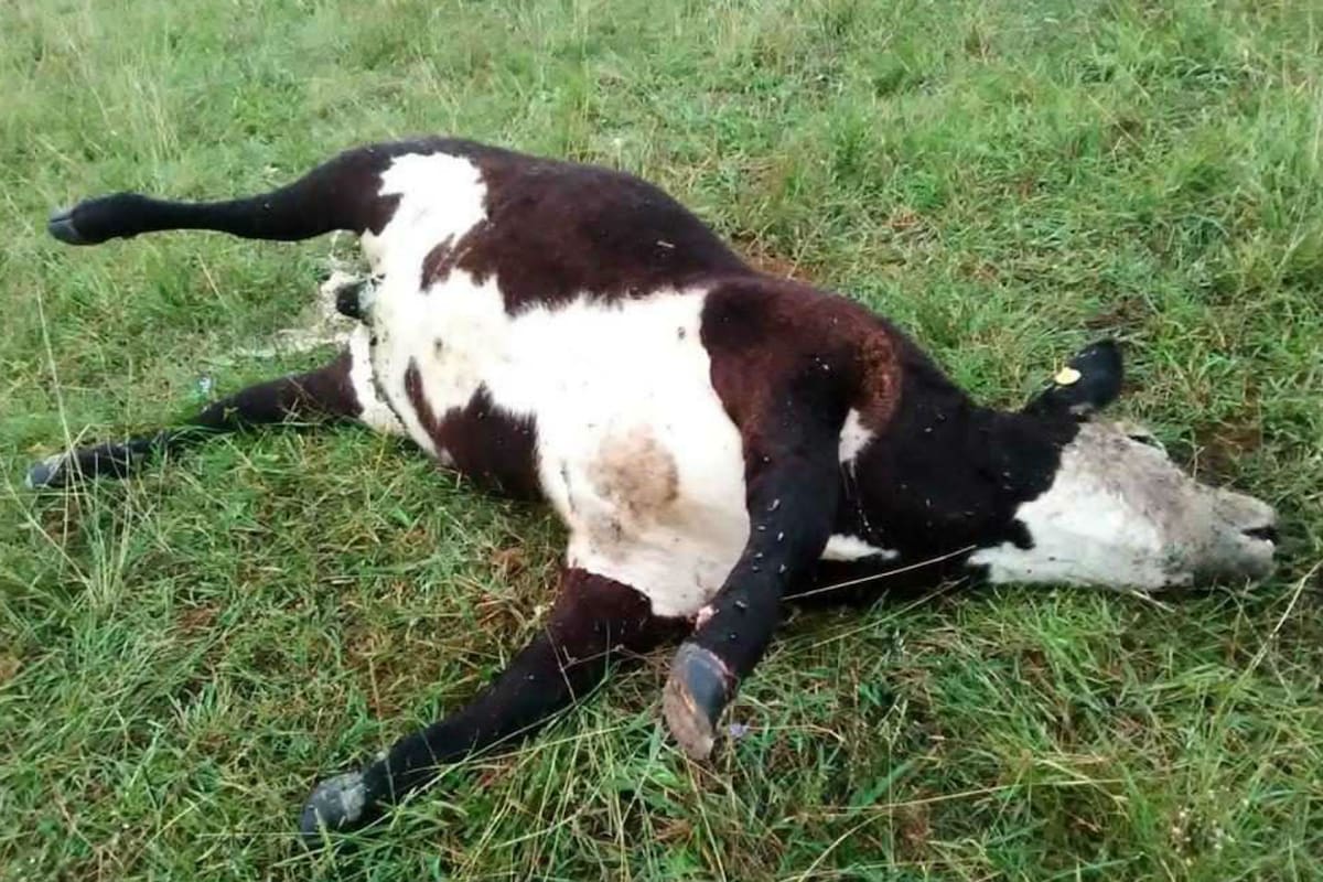 Es frecuente encontrar animales muertos sin signos de la enfermedad