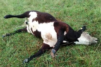 Es frecuente encontrar animales muertos sin signos de la enfermedad