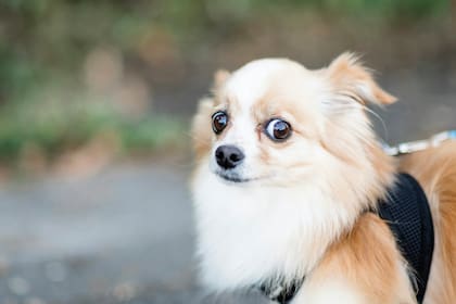 Es fundamental distinguir entre un perro que experimenta miedo ocasional y uno cuyo comportamiento temeroso es más constante