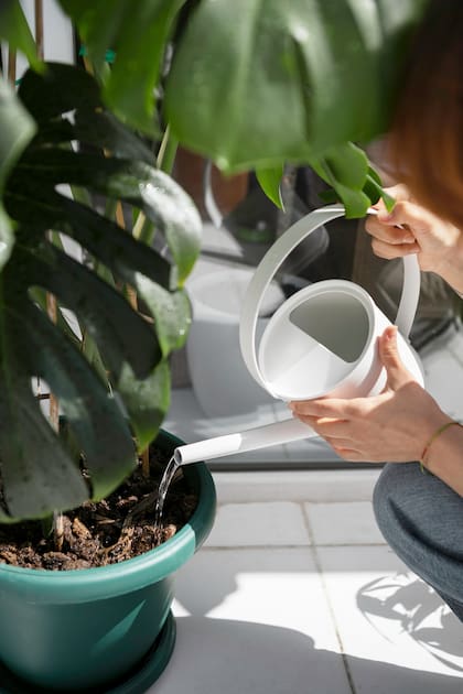 Es fundamental mantener a las plantas hidratadas. Siempre es mejor regar la planta, para evitar la aparición de hongos en las hojas.