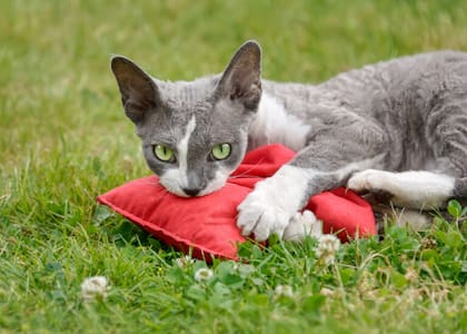 Es fundamental regular y monitorear el uso de los gatos con los juguetes de valeriana
