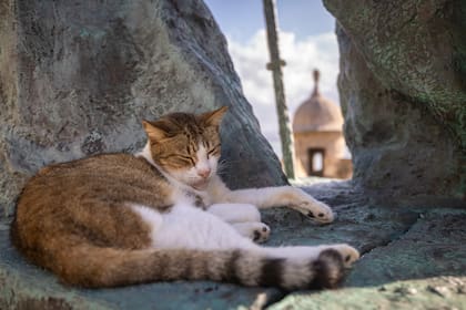 Es fundamental saber la edad de tu gato para extremar los cuidados (AP Foto/Alejandro Granadillo)